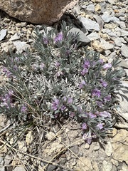Astragalus tridactylicus