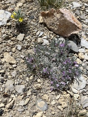 Astragalus tridactylicus