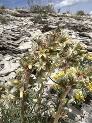 Ipomopsis spicata spicata