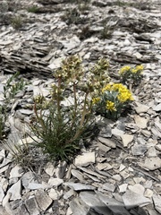 Ipomopsis spicata spicata