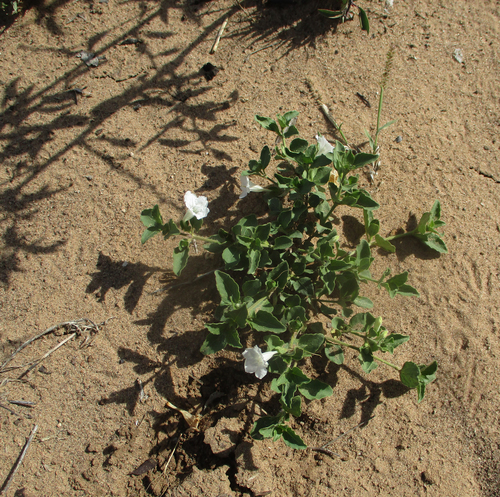 White Veld Violet