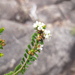 Triplarina bancroftii - Photo (c) Darren Fielder, some rights reserved (CC BY-NC), uploaded by Darren Fielder