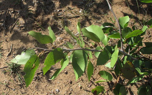 Mopane