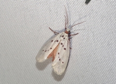 Enaemia basistriga