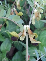Vicia melanops