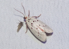 Enaemia basistriga