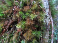 Dicranoloma menziesii
