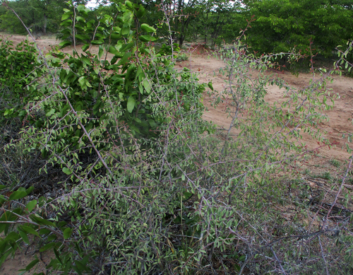 blue sourplum