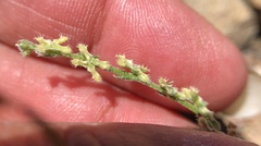 Pectocarya penicillata