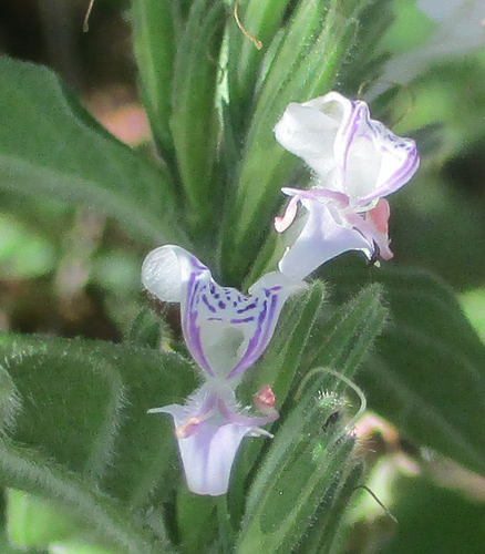 White Ribbon Flower