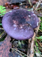 Russula lenkunya