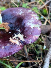Russula lenkunya