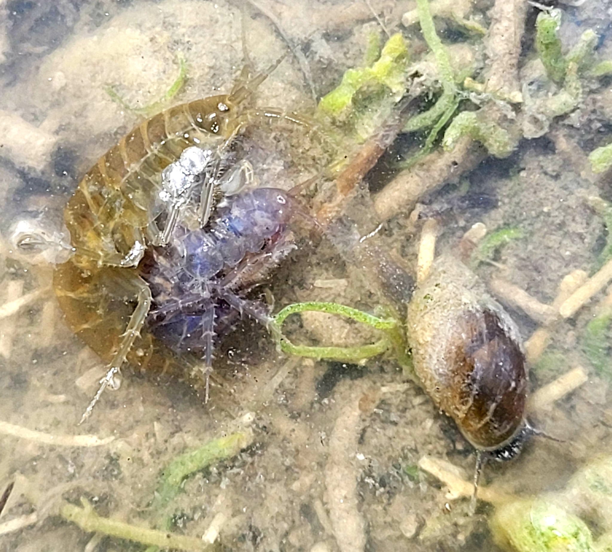 Gammarus lacustris G.O.Sars, 1863