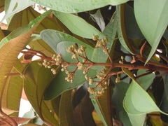 Miconia caudata