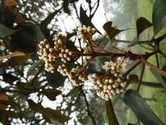Miconia caudata