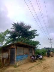 Lagerstroemia hypoleuca