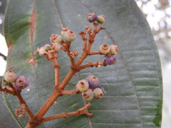 Miconia caudata