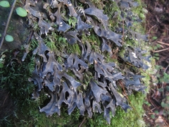Pseudocyphellaria cinnamomea