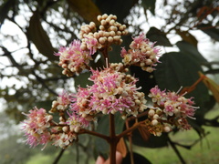 Miconia caudata