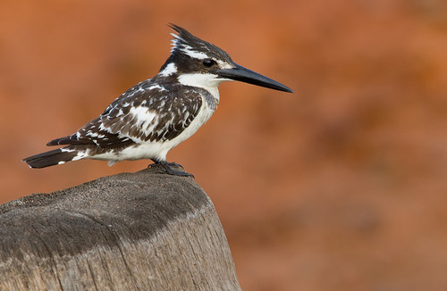 Pied Kingfisher