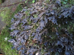Pseudocyphellaria cinnamomea