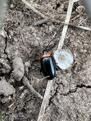 Disonycha triangularis