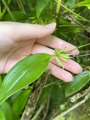 Pleurothallis ruscifolia