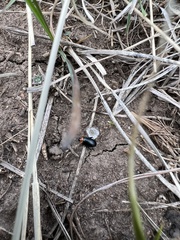 Disonycha triangularis