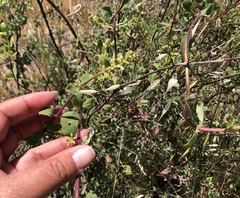Lonicera subspicata denudata