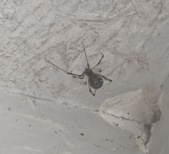 Latrodectus geometricus