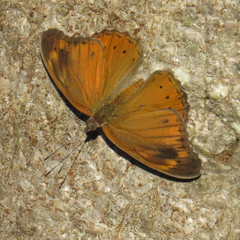 Sevenia natalensis