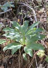 Lilium humboldtii humboldtii
