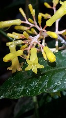Palicourea padifolia