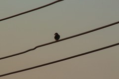Passer hispaniolensis hispaniolensis