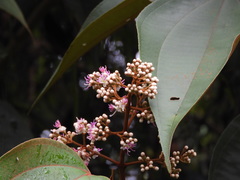 Miconia caudata