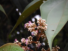 Miconia caudata