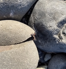 Disonycha latiovittata