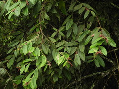 Cavendishia pubescens