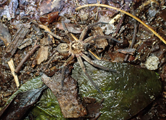 Heteropoda cooloola