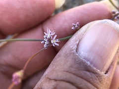 Eriogonum covilleanum