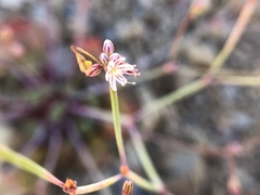 Eriogonum covilleanum