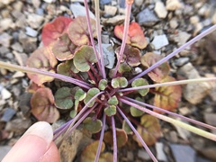 Eriogonum covilleanum