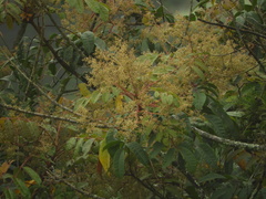 Toxicodendron striatum