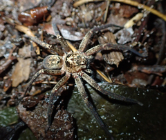Heteropoda cooloola
