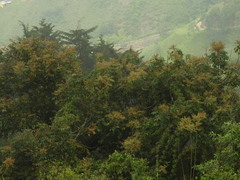 Toxicodendron striatum