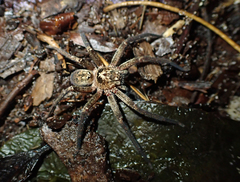 Heteropoda cooloola