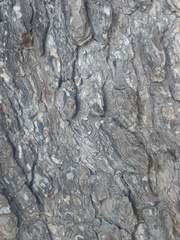 Pinus halepensis