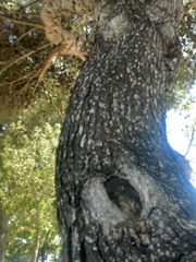 Pinus halepensis