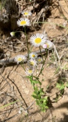 Erigeron philadelphicus philadelphicus