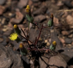 Malacothrix clevelandii